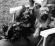 Autor: S�awomir Liger, Karol Chwastek
Opis: XXV Ba�tycka Krajowa Wystawa Ps�w Rasowych - Sopot Wy�cigi
